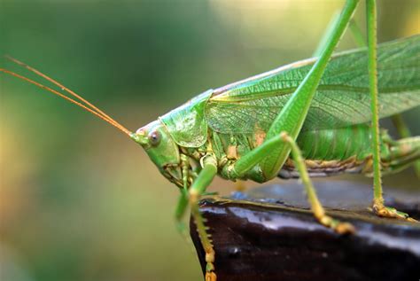 Locust download .